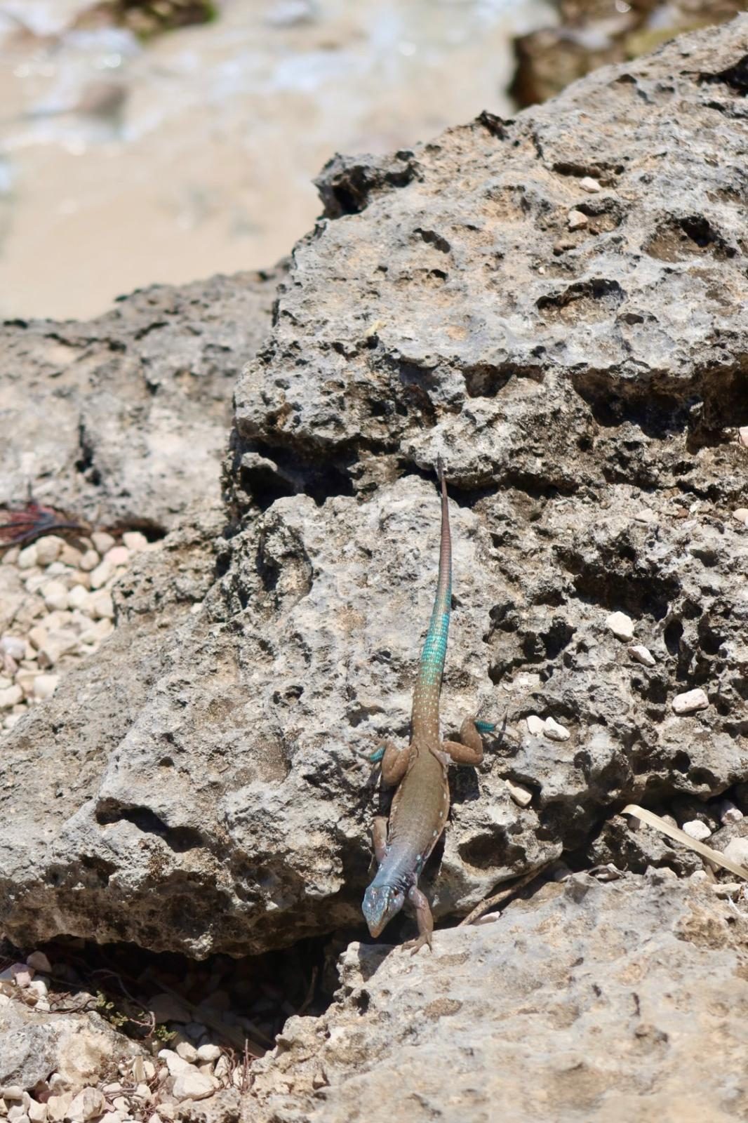 Blauwe hagedis (blauwstaart) op een rots op Bonaire