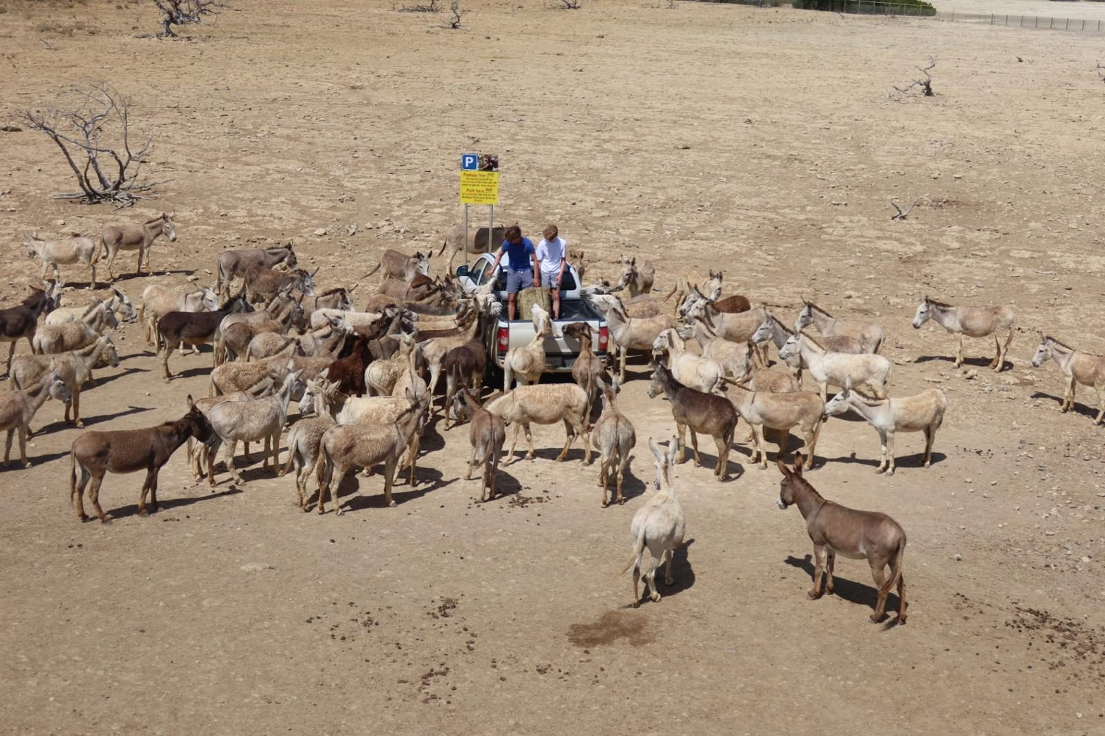 Bezoekers voeren ezels vanuit een pickup in het Donkey Sanctuary Bonaire