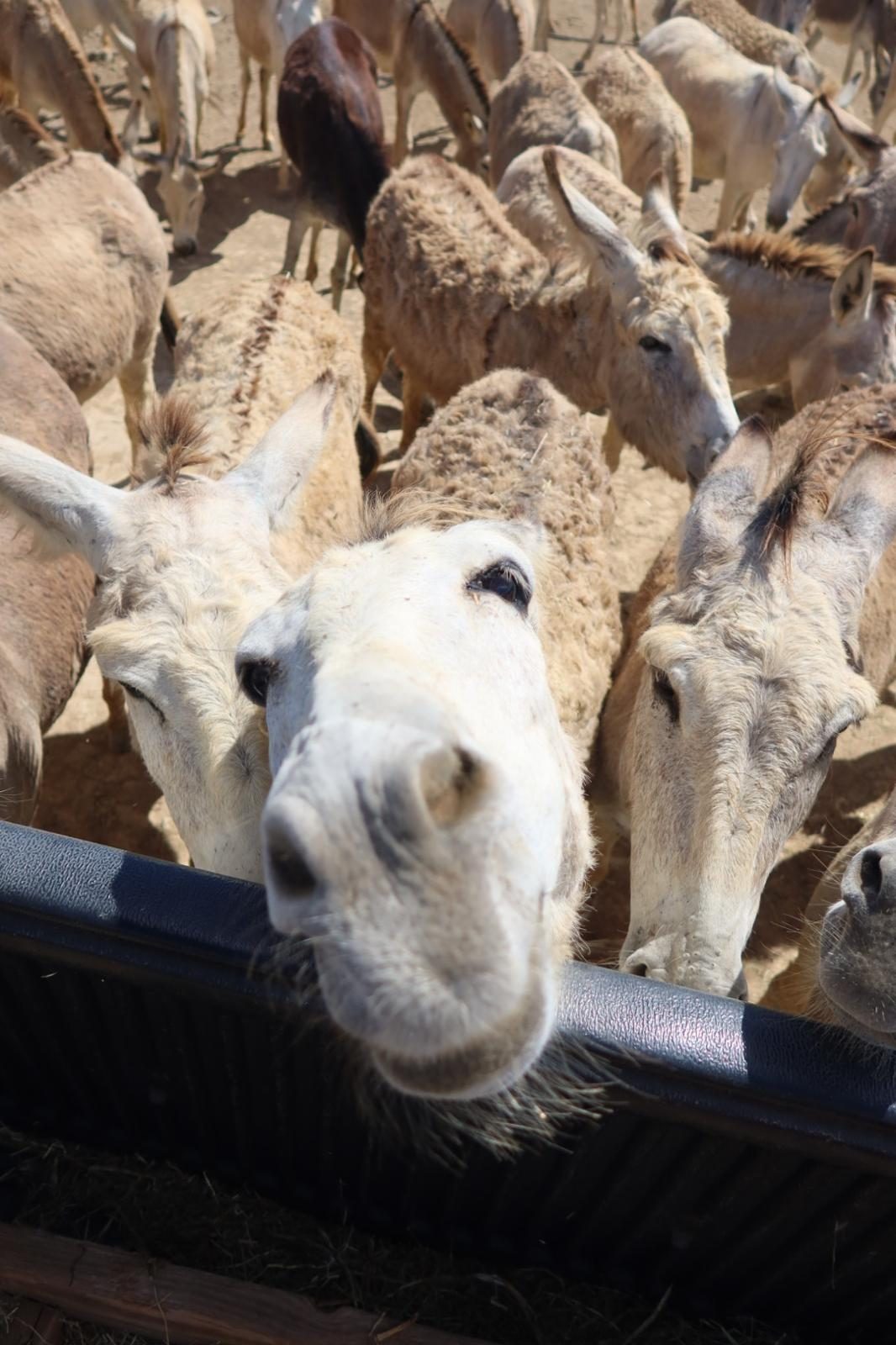 Ezels bij een voederbak in het Donkey Sanctuary Bonaire