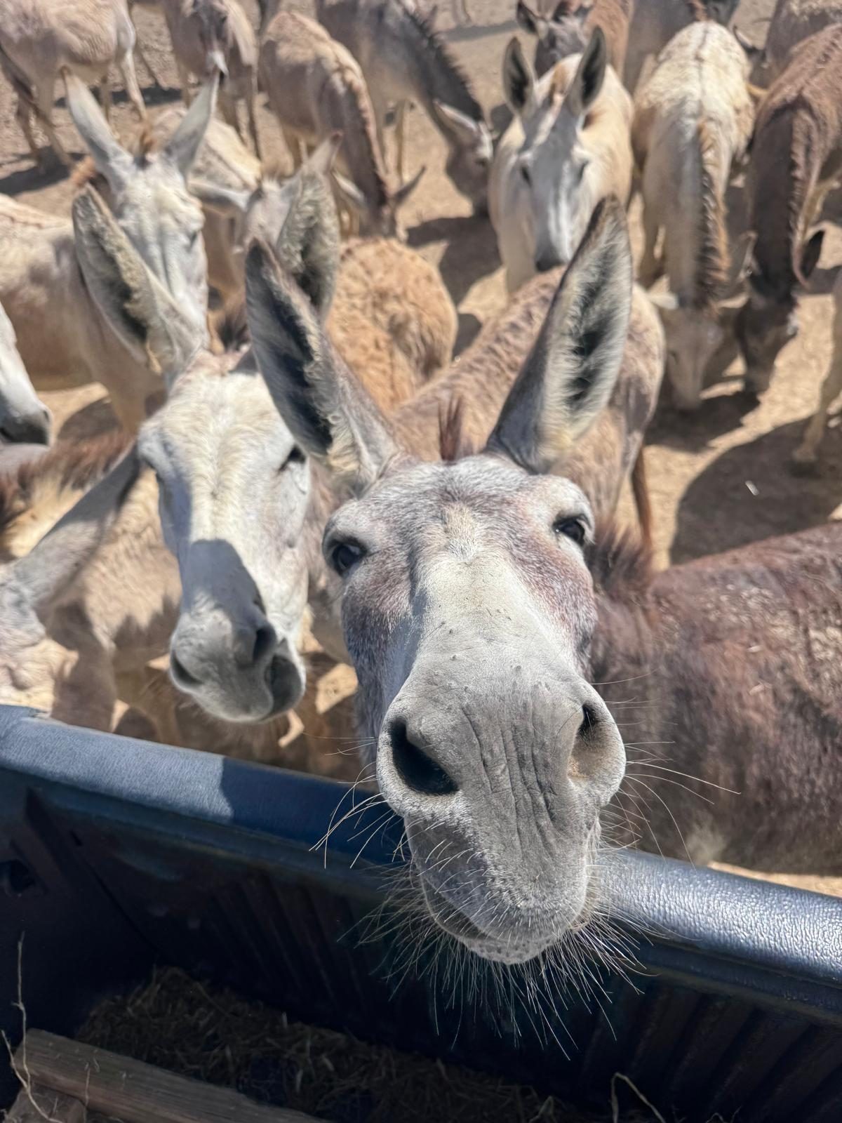 Twee ezels van dichtbij in het Donkey Sanctuary Bonaire