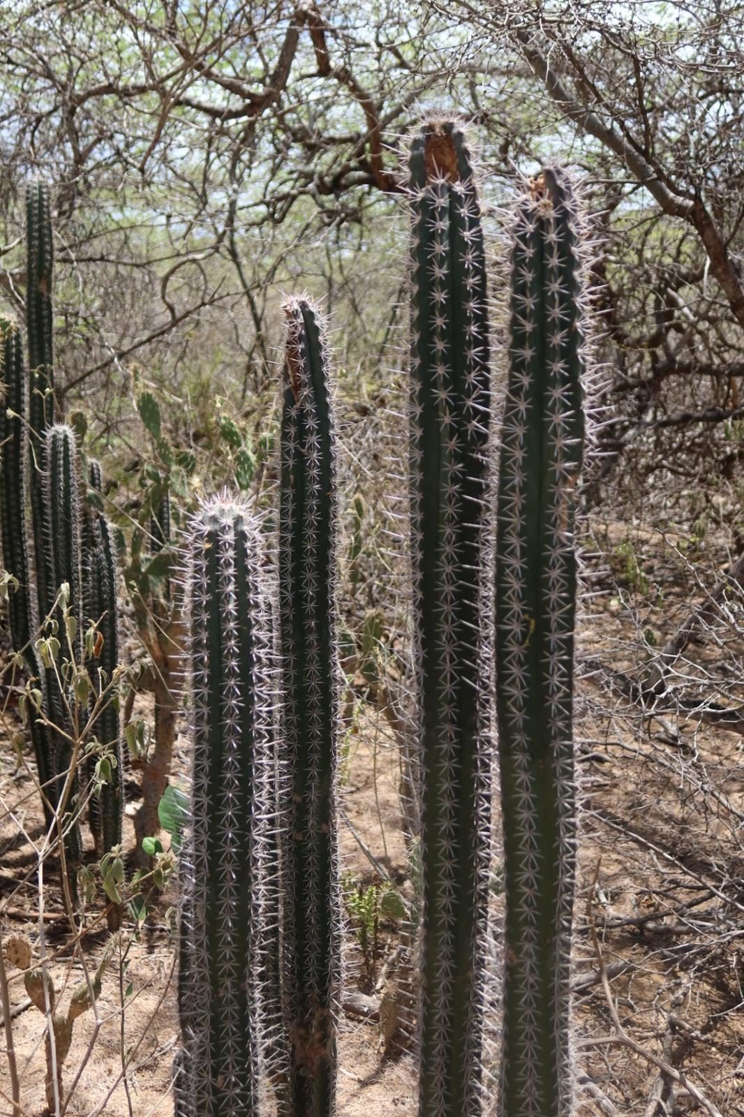 Kadushi-zuilcactussen in het droge landschap rond Rincon