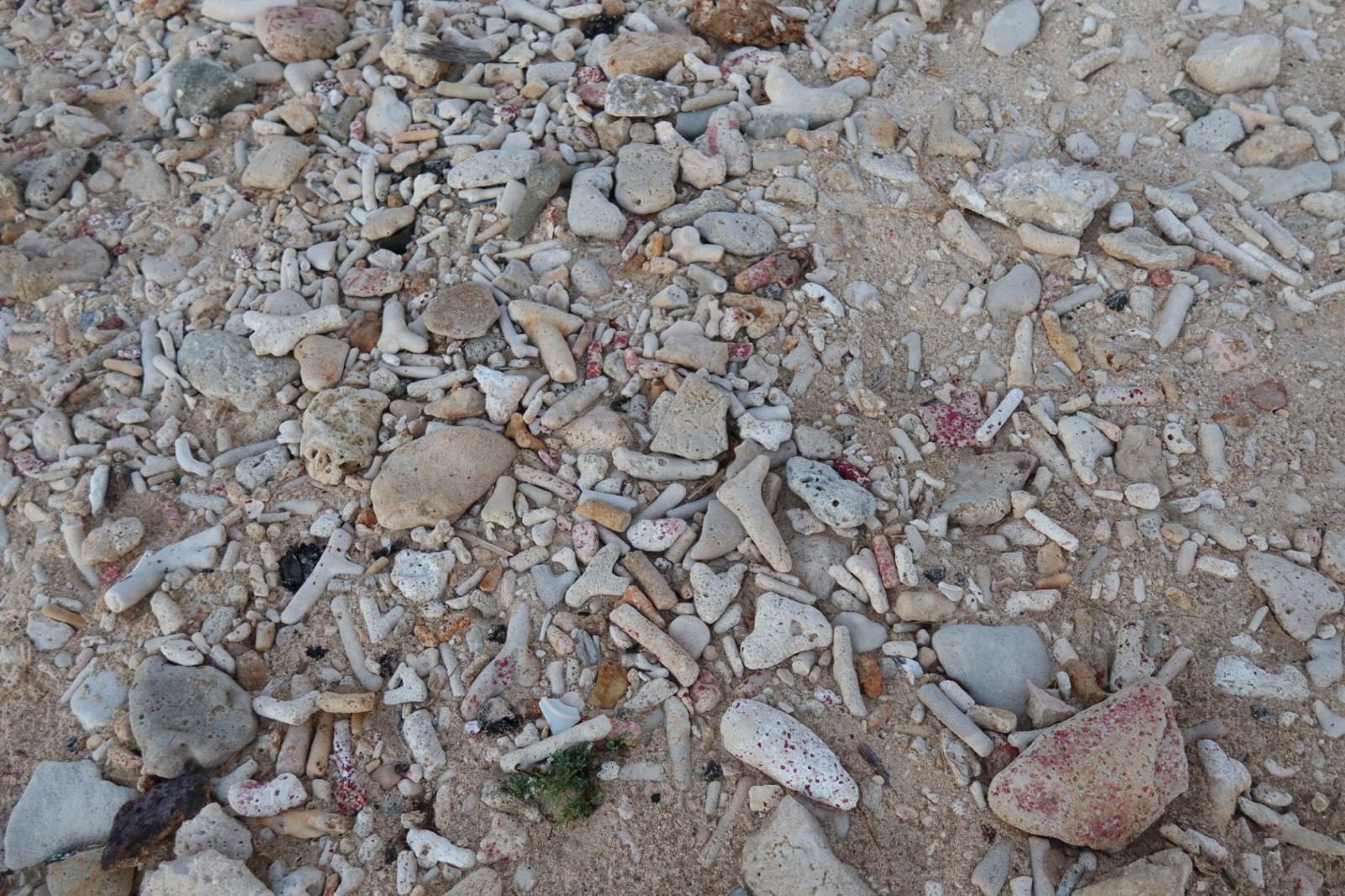 Strand van koraalgruis met koraalfragmenten op Bonaire