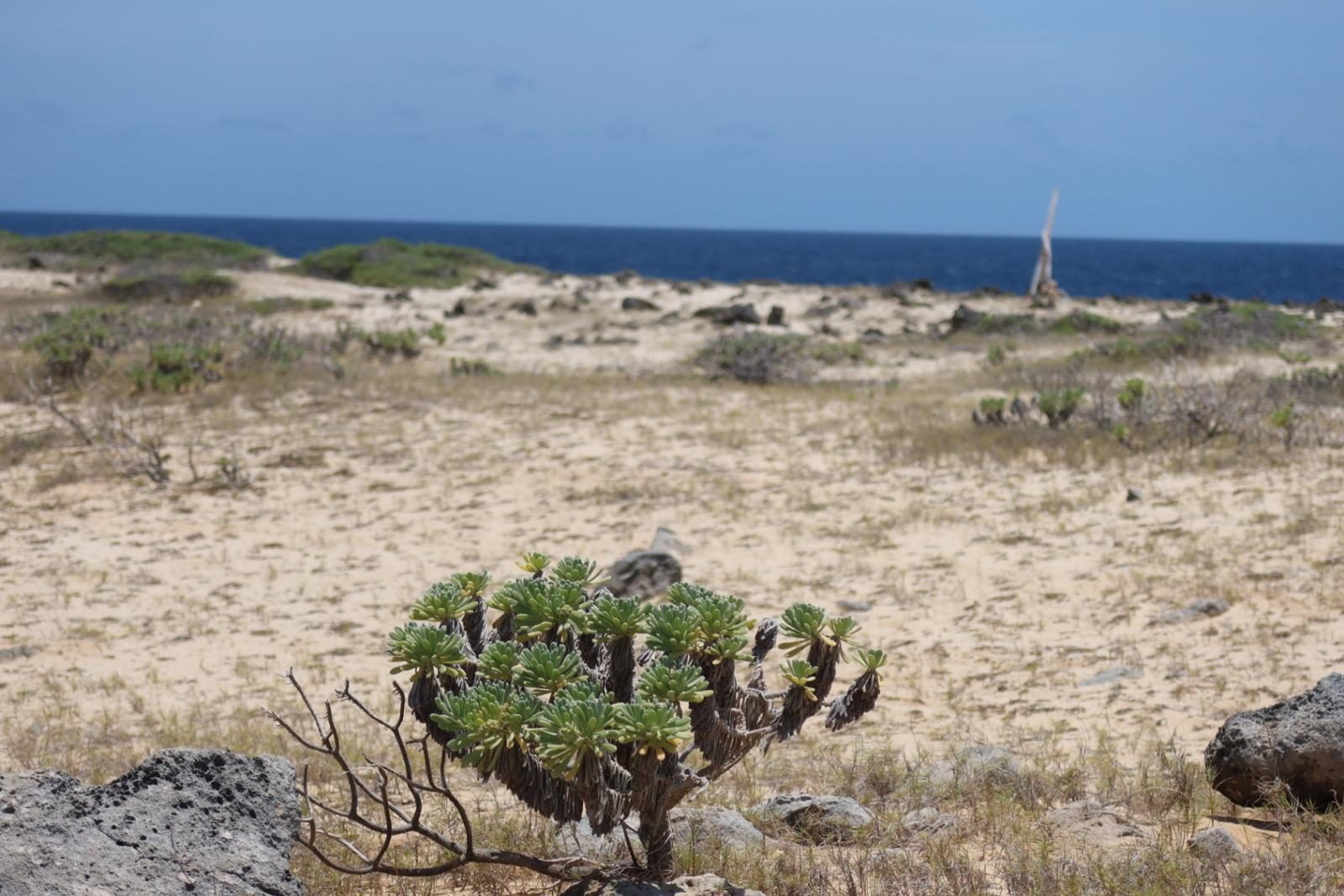 Droog woestijnlandschap met vetplanten en zeezicht in het noorden van Bonaire